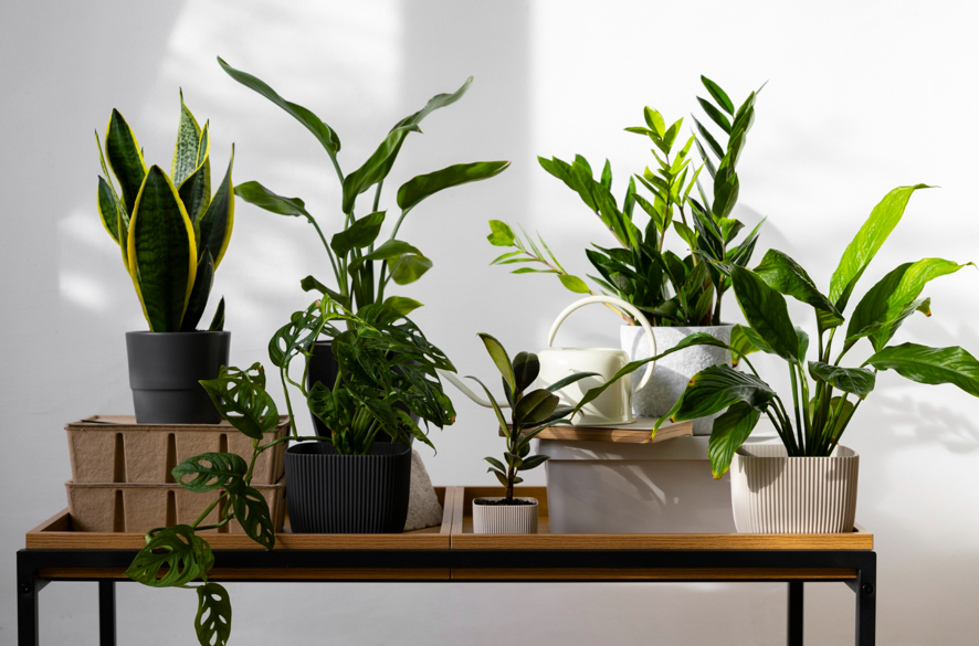 Why Ceramic Pots? Learn The Reason to Use Ceramic Pots for Indoor Plants